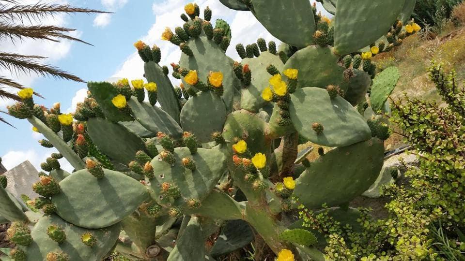 Il Canneto Di Selinunte マリネッラ エクステリア 写真