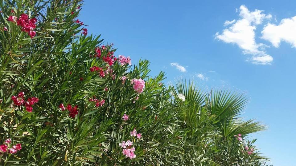 Il Canneto Di Selinunte マリネッラ エクステリア 写真